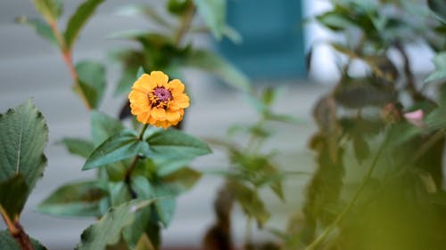 Full Bloom Yellow Flower