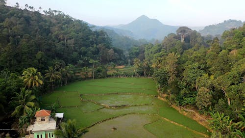 Beautiful Green Trees and Rice Fields