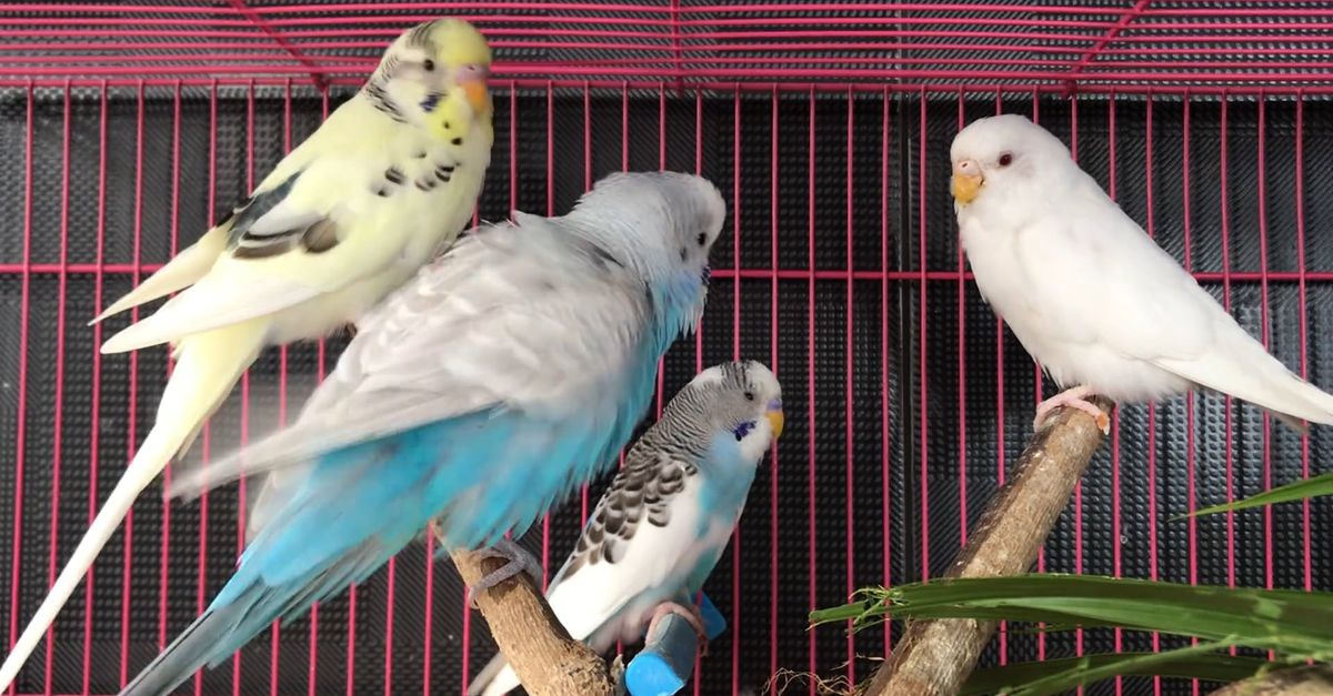 Video of Birds Inside a Cage Free Stock Video Footage, Royalty-Free 4K ...