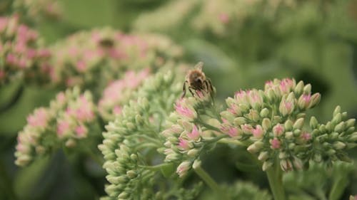 Honeybee on a Bunch of Flowers