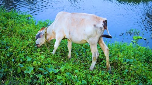 Brown Cow Eating Grass