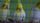 cockatiel
