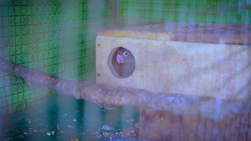 Two Beautiful Parrots in their Cage