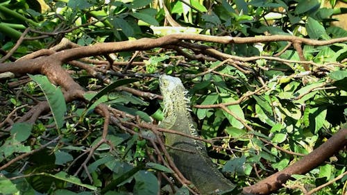 Green Iguana on Tree
