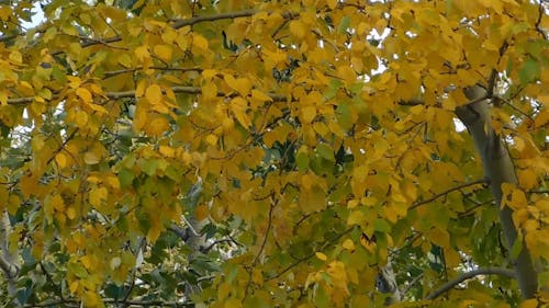 Yellow Foliage 