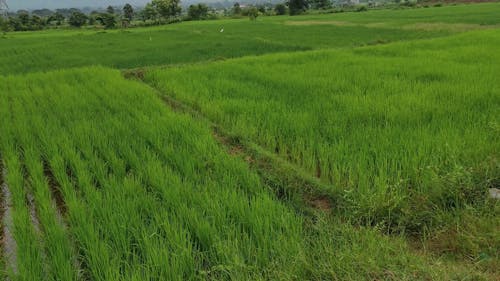 Aerial View of Vast Paddy Fields