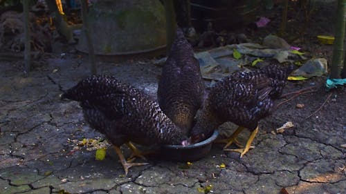 Chickens Eating from Bowl