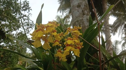 Low Angle Shot of Beautiful Yellow Flowers