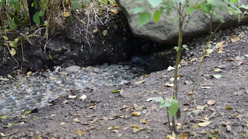 Small Stream Flowing Close up