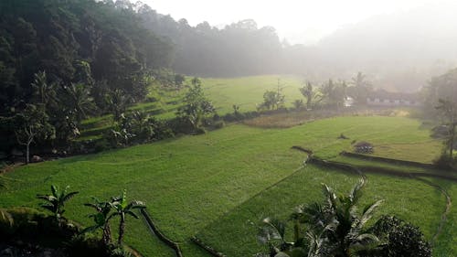 Drone Footage of Rice Fields