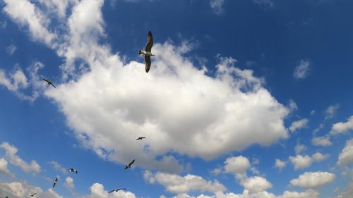 A Kettle Of Sea Birds Soaring In The Air Free Stock Video Footage ...