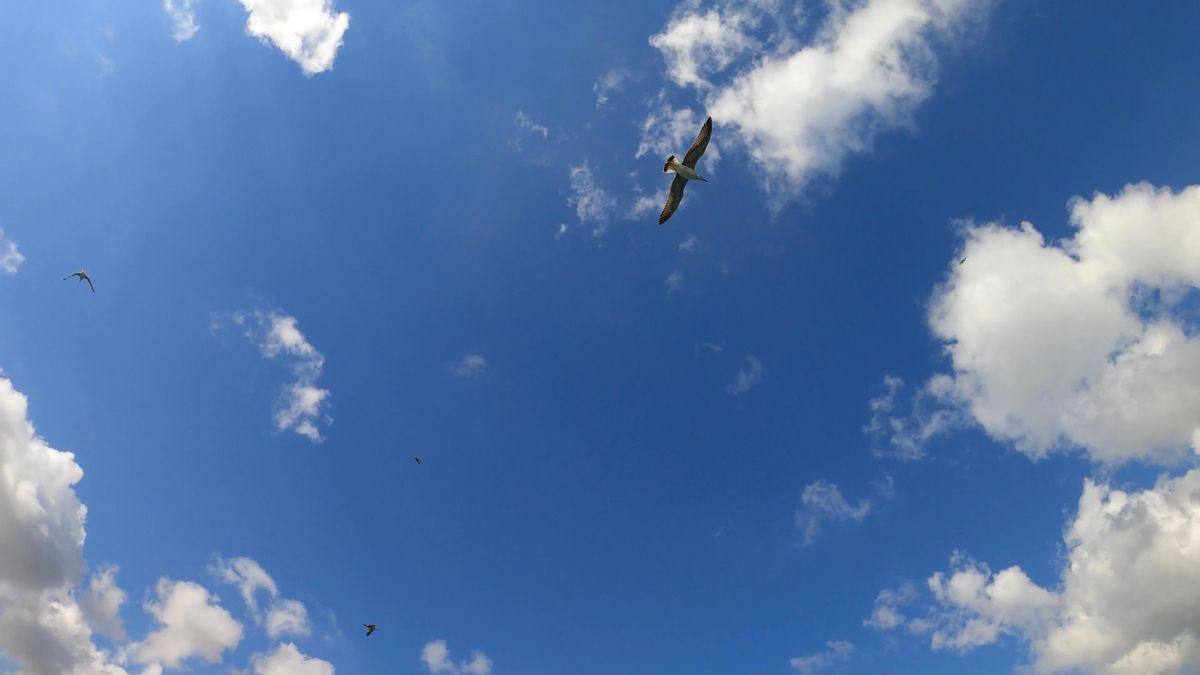 A Kettle Of Sea Birds Soaring In The Air Free Stock Video Footage ...