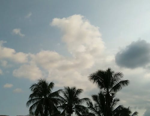 Palm Trees and Moving White Clouds