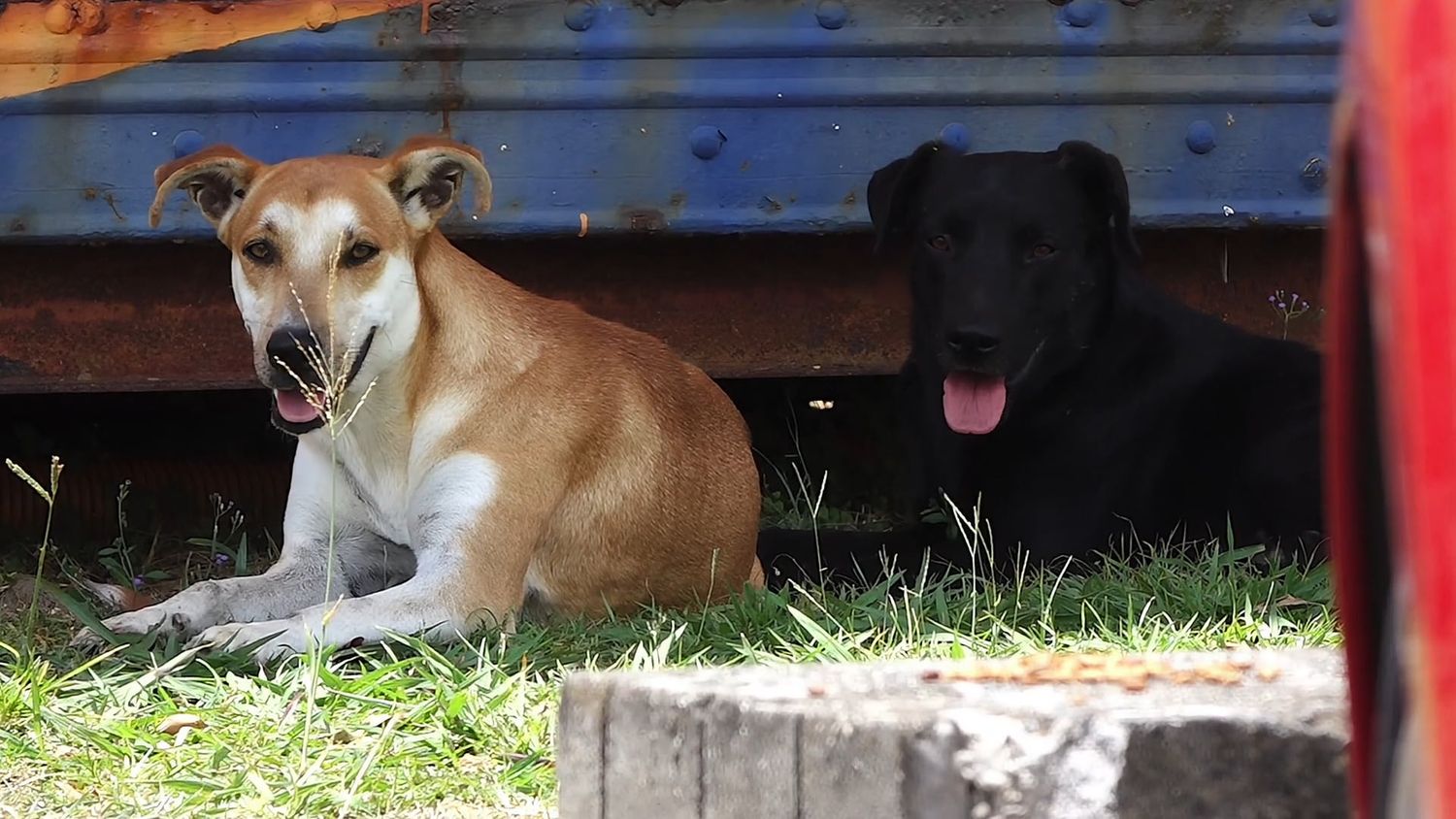 Dog Videos, Download The BEST Free 4k Stock Video Footage & Dog HD Video Clips->