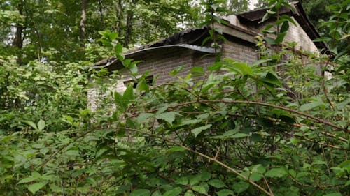 An Abandoned House in the Woods