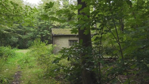 Spooky House in the Wood