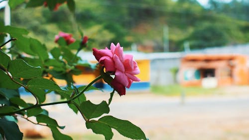 Close Up View of a Beautiful Pink Rose