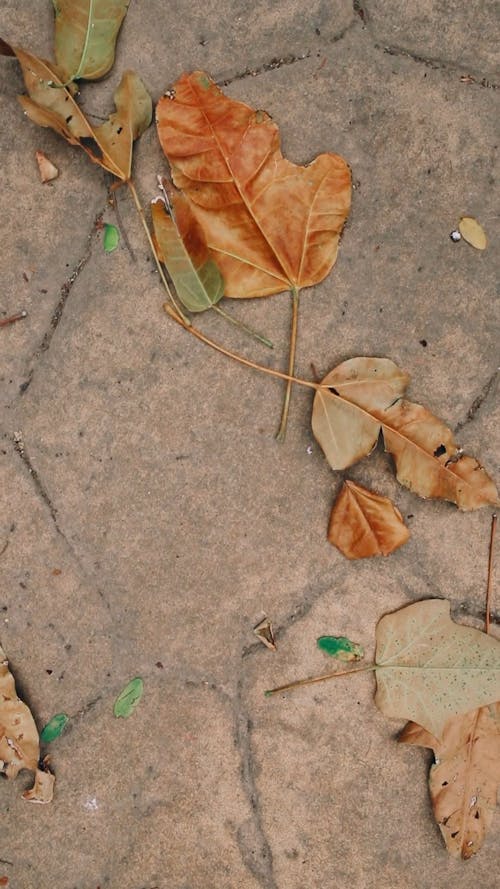 Fallen Dried Leaves on the Ground