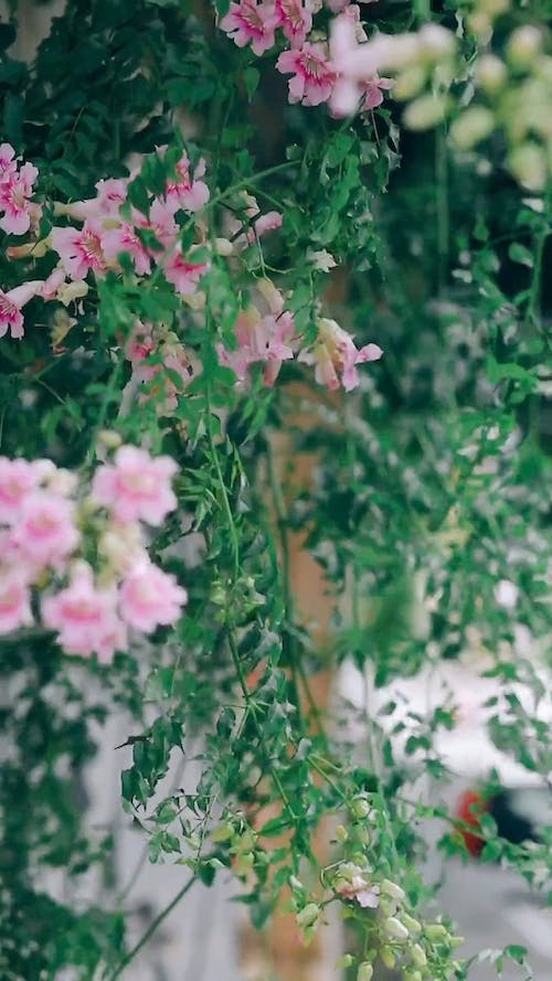 A Beautiful Flowering Vine