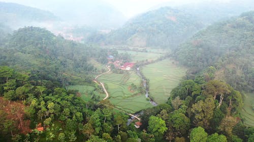 Aerial View of a Rice Field