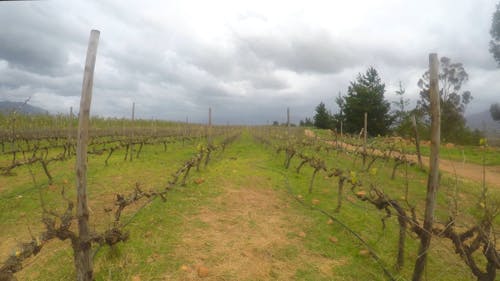 Walking in a Vineyard