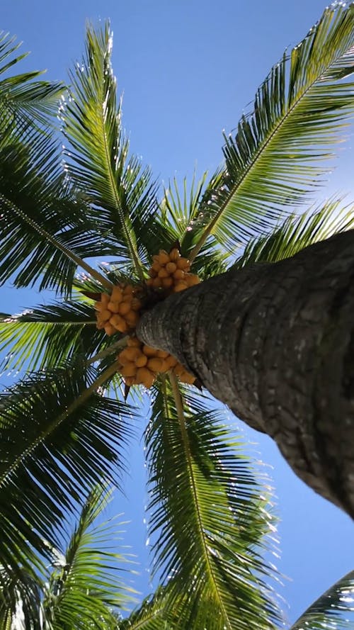 View Under the Coconut Tree
