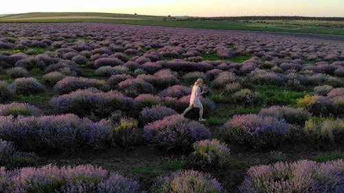 Woman Walking on the Lavender Field