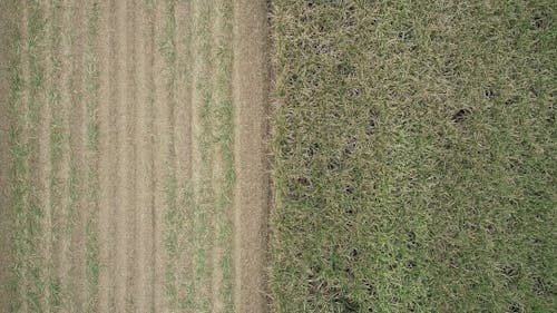 Aerial Footage of a Machine Harvesting
