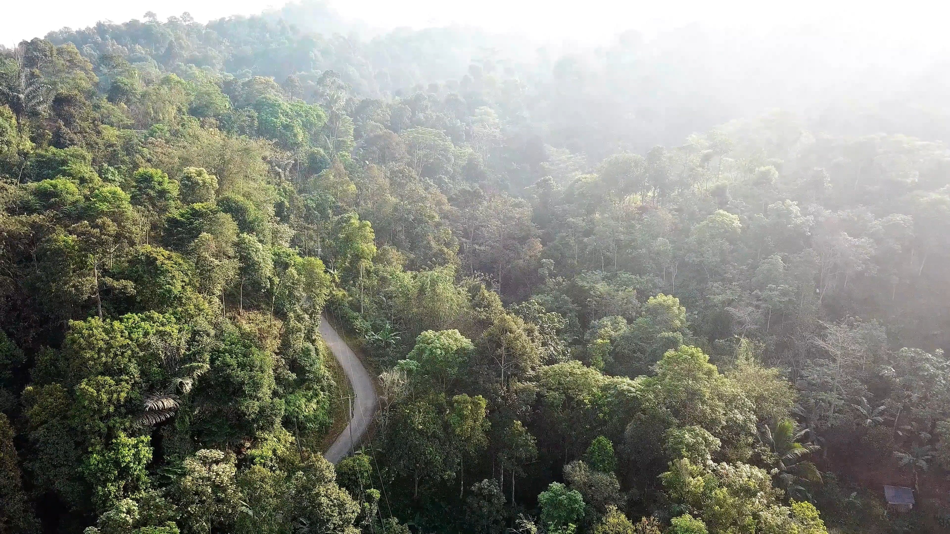 An Aerial Footage of a Forest Free Stock Video Footage, Royalty-Free 4K ...