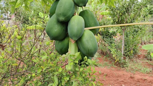 Shredding Green Papaya Casually By Slice Stock Footage Video (100%  Royalty-free) 1008430495