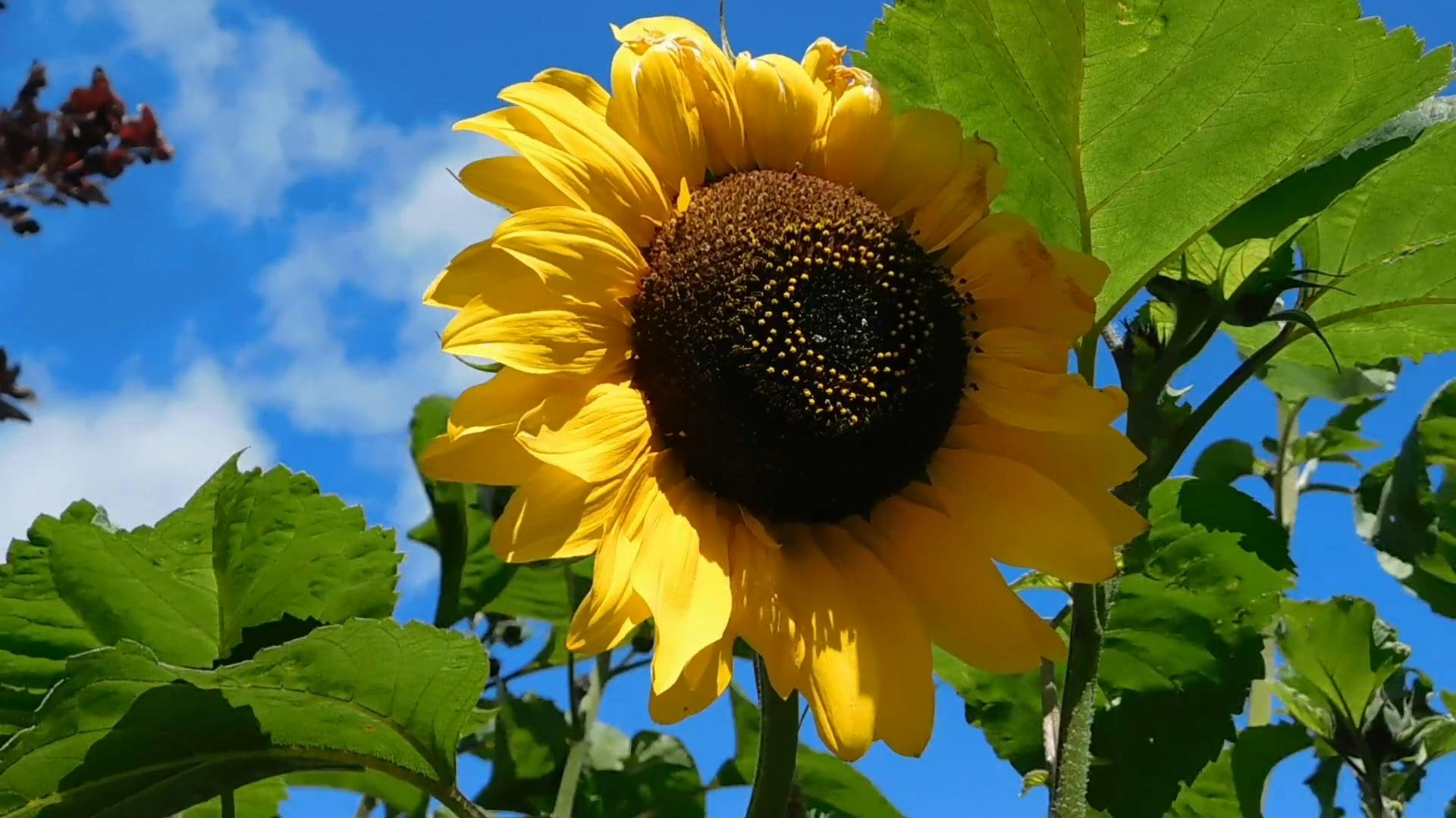 Beautiful Sunflower in the Wind Free Stock Video Footage, Royalty-Free