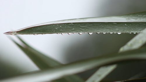 Extreme Close up Raindrops on Green Leaf