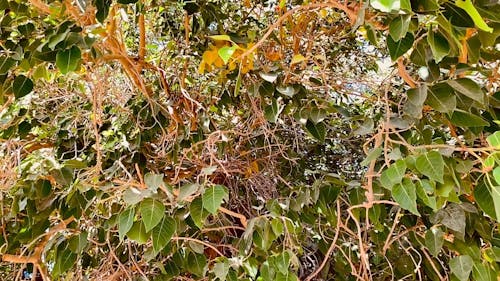 Green Foliage and Branches