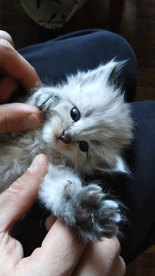 Kitten Lying on a Person's Lap