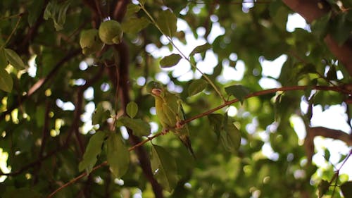 A Parrot Perched on a Tree Branch