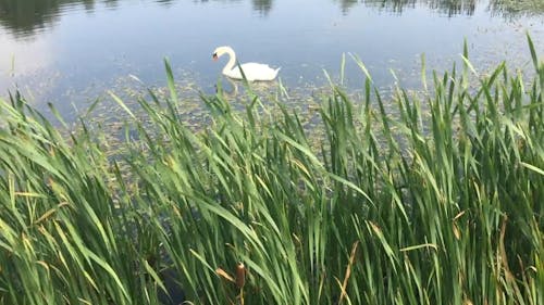 A swan Paddling On A Pond Of Water