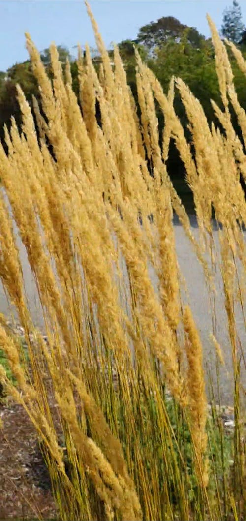Close-up Footage Of A Wild Grass Seeds