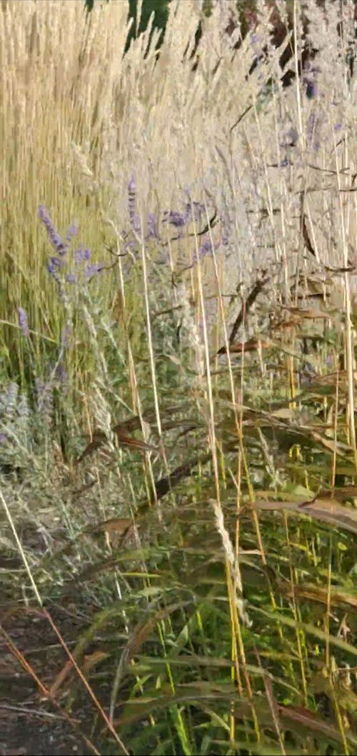 Video Footage Of Plants Growing In The Wild