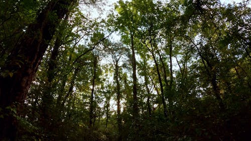 Scenery of Tall Trees in Forest