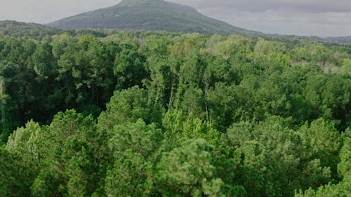 Drone Footage of Trees Across the Mountain