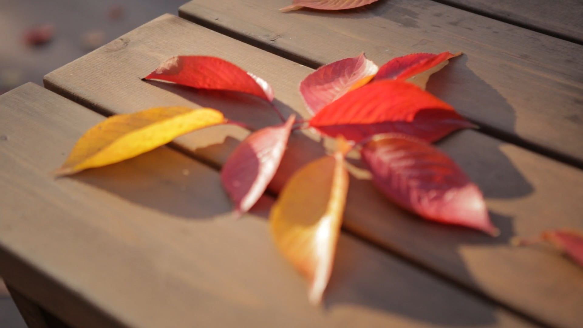 the colors of the leaves in autumm 5382693 — free pexels stock footage