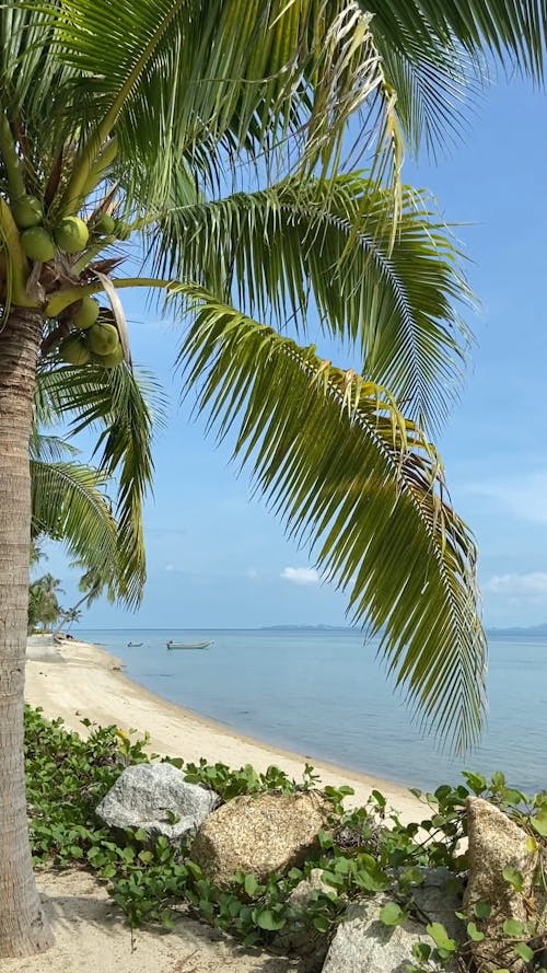 Green Coconut Tree Against the Sea