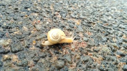 Snail Crawling on the Floor