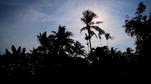 Silhouette of a Tropical Forest