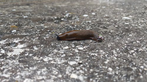 Video of a Slug Crawling on Ground