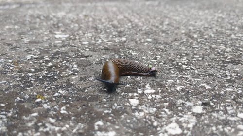 Close-Up View of a Garden Snail