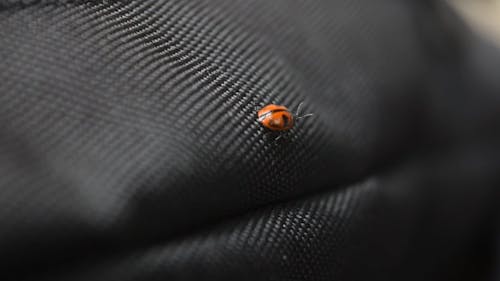 Close-Up View of a Ladybug