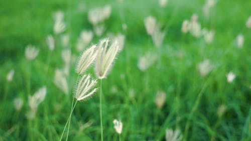 Close Up View of a Swaying Grass Flowers