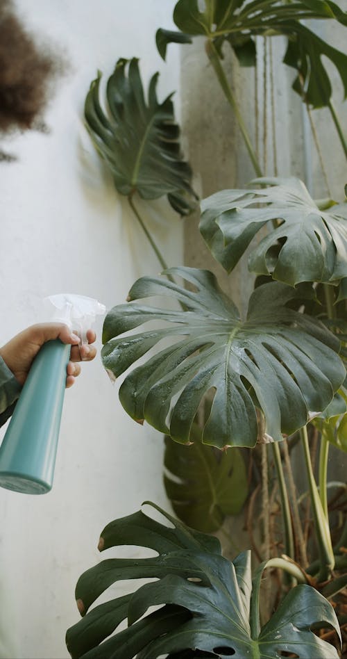 A Person Taking Care of Her Plant