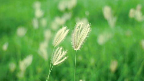 Close Up View of a Grass Flower